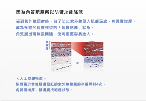 因為角質肥厚所以防禦功能降低受到紫外線照射時，為了防止紫外線侵入肌膚深處，角質層增厚，成為多餘的角質殘留的「角質肥厚」狀態。角質層出現無數間隙，使刺激更容易進入。 ＜人工皮膚模型＞以相當於會使肌膚發紅的紫外線總量的半量照射4次，角質層增厚，肌膚變成粗糙狀態。