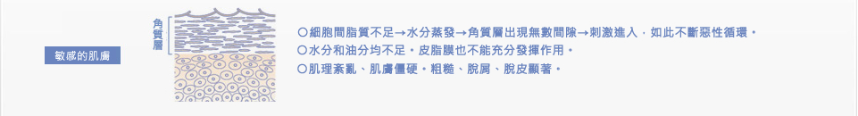 「敏感的肌膚」○細胞間脂質不足→水分蒸發→角質層出現無數間隙→刺激進入，如此不斷惡性循環。○水分和油分均不足。皮脂膜也不能充分發揮作用。○肌理紊亂、肌膚僵硬。粗糙、脫屑、脫皮顯著。