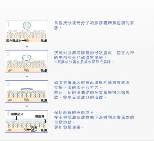 ＜黑色素細胞＞＜肌膚＞＜凝膠成分＞＜磷脂質＞＜美白成分＞1.各種成分被高分子凝膠膠囊確實包裹的狀態。 2.接觸到肌膚時膠囊的形狀崩潰，包在內部的美白成分和磷脂質滲透。※凝膠成分留在肌膚表面形成屏障。 3.磷脂質填滿因乾燥而增厚的角質層間隙，支援下降的水分保持力。同時，使肥厚僵硬的角質層變得水嫩柔軟，提高美白成分的滲透。 4.保持新鮮的美白成分，在不對肌膚造成負擔下滲透到肌膚深處的目標地點。更能發揮效果。